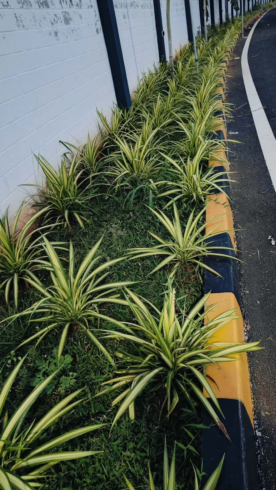 Landscaped green kerbs lining the Valapadi layout road